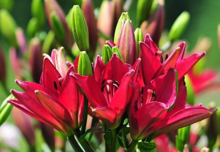 Colorful Lilies - flowers, lilies, colors, graceful