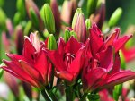 Colorful Lilies