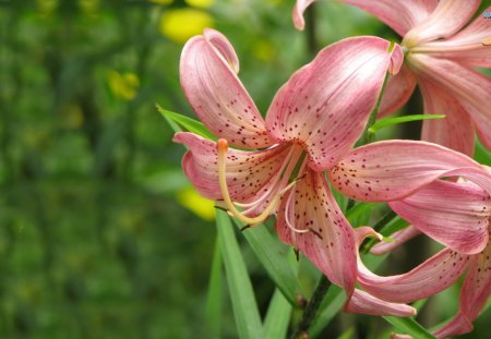 Nature\\'s Elegance - wallpaper, popular, pink, pink flowers, flowers, lovely flowers, abstract, lilies, spotted, photography, nature