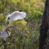 Australian White Ibis