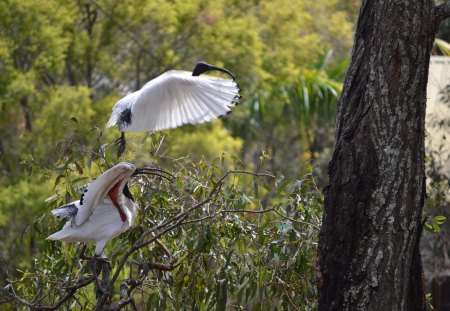 Australian White Ibis