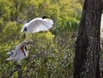 Australian White Ibis