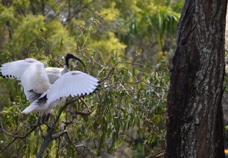 Australian white ibis - australian white ibis, native, birds, photography