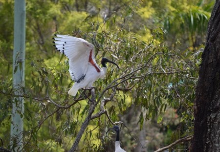 Aussie birds - birds, native, photography, australian, ibis