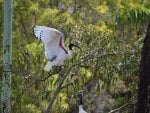 Aussie birds