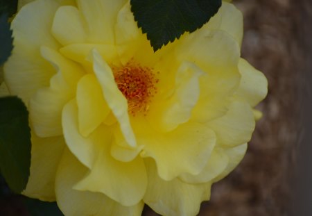 Yellow Rose - pretty, yellow, photography, rose, flower