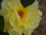 Yellow Rose