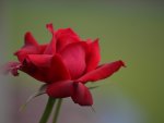 Red Rose Bud