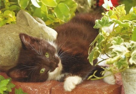 Resting in the garden - flowers, kitten, brick, cute, lying, reating