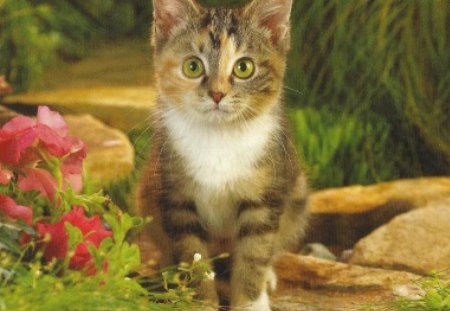 Am I sitting pretty? - garden, cute, kitten, flowers, tabby