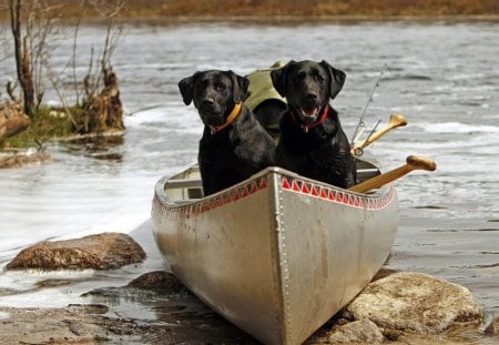 Dogs - pretty, pay, dog, dog face, playful dog, dogs, face, puppy, canoe, water, beautiful, beauty, puppies, lovely, sweet, river, playful, bubbles, cute, adorable, animals