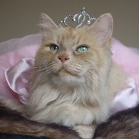 Cat Queen