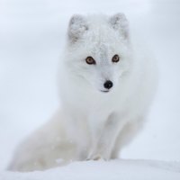 Arctic fox
