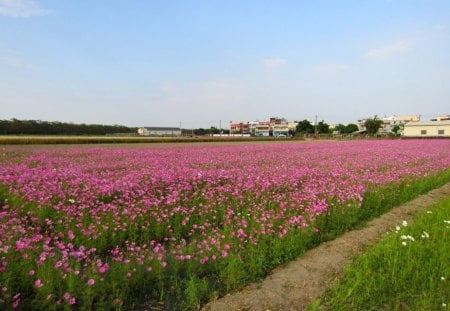 Beautiful Cosmos - beautiful, field, cosmos, pink