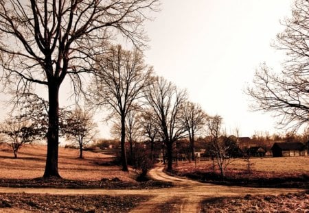 Crossroad - field, trees, nature, road