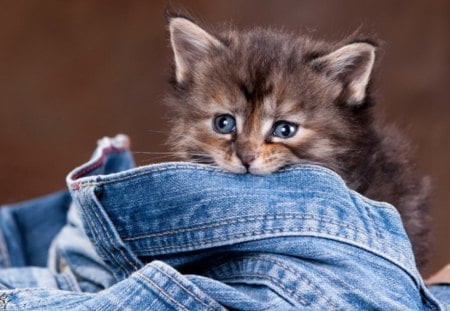 Kitten playing with jeans - jeans, fun, game, play, sweet, cat, fluffy, kitten, blue eyed, cute, adorable, kitty