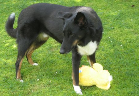 mein Liebling - sommer, teddy, garten, aufpassen