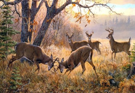 Stag Party - fighting, bucks, woods, deer, autumn