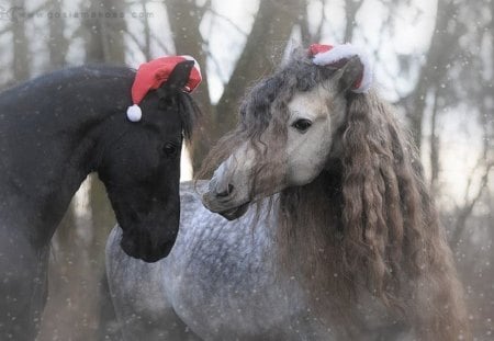 Christmas Time - black, spanish, dapple, grey, horses, friesian, andalusian