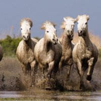 Herd of running horses