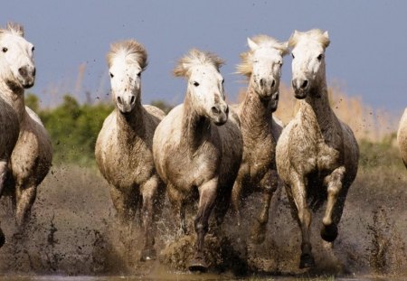 Herd of running horses - horses, running, herd, wild