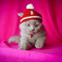 Adorable Kitty