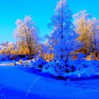 Snow covered trees