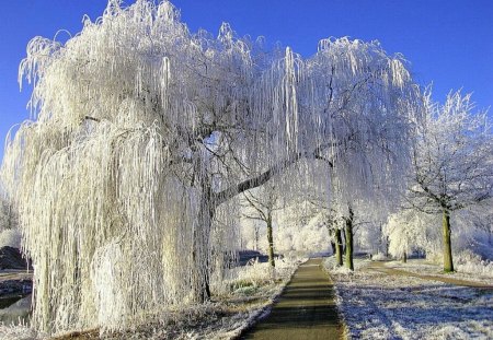 White Trees - white, picture, trees, cool