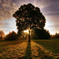 Sunrise in the field