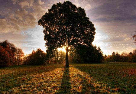 Sunrise in the field - field, tree, sunrise, sun