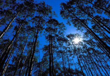 forest like a shade for the sun - trees, forest, tall, sun