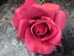 A Rose to all DN 