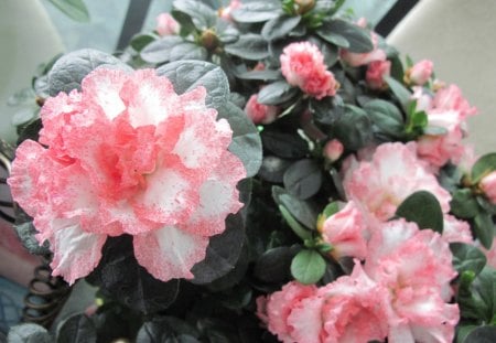 bouquet of pink flowers and green - white, pink, photography, green, flowers