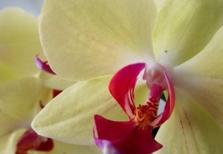 Orchid - white, yellow, orchid, photography, red, flowers