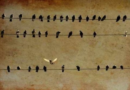 Birds on a Wire