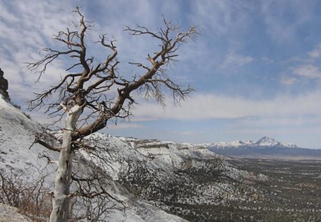 mesa verde np in colorado - mesa, winter, mountains, tree