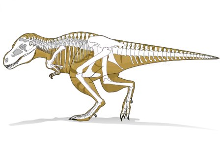 T-rex X-Ray - t, rex, ray, x