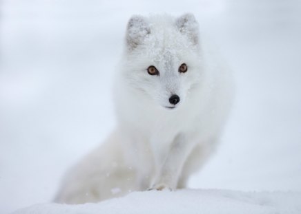 Arctic fox - fox, snow, animal, willd, arctic