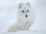 Arctic fox