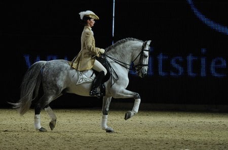 Andalusian Performing The Spanish Walk - spanish, grey, horses, andalusian