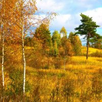 Yellow trees field