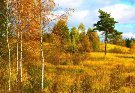 Yellow trees field - sky, field, trees, yellow