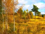 Yellow trees field