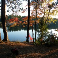 lake in the autumn forest