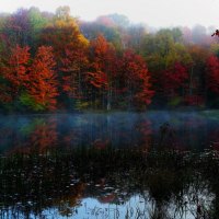 lakeside trees fall