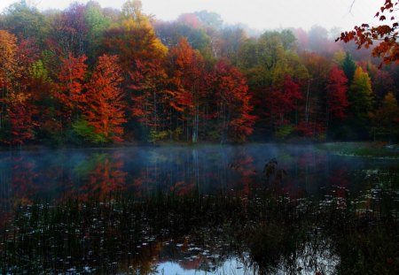 lakeside trees fall - lakes, fall, lakeside, trees