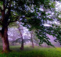 mist between large trees