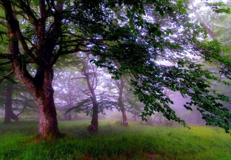 mist between large trees - between, trees, large, mist