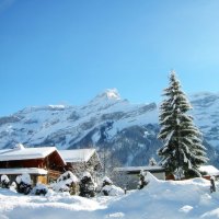 house and trees covered with snow