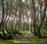 crooked trees in poland